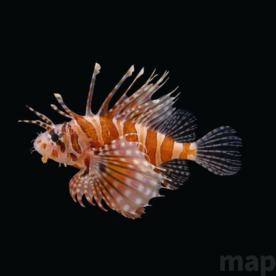海水魚 カサゴ キリンミノカサゴ 6cm± 1匹 【美しい縞模様】【小型種