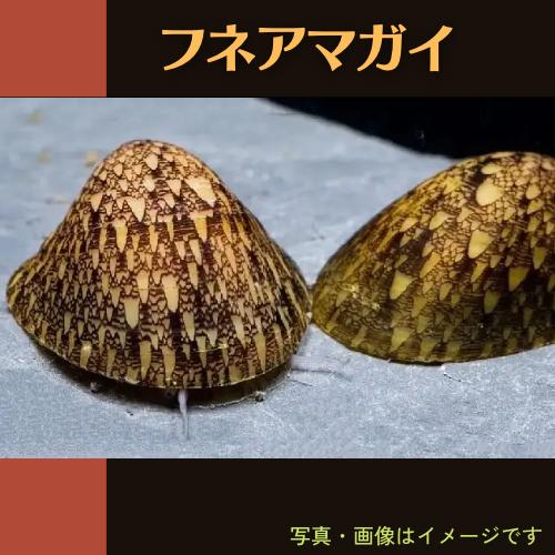 強力ガラスコケ取り フネアマガイ 1個 増子水景 通販 Yahoo ショッピング
