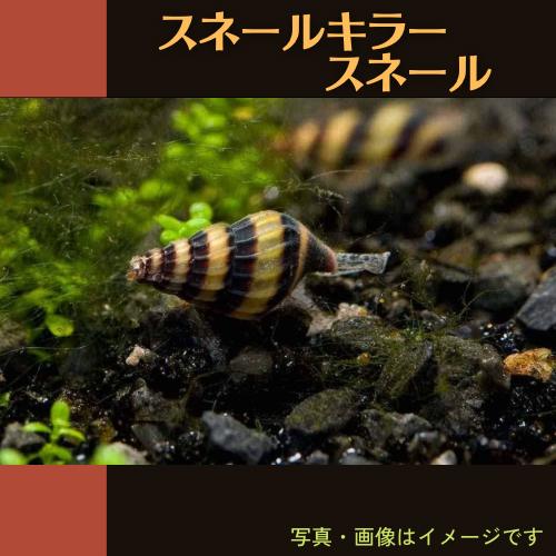 熱帯魚 貝 キラースネール 1cm 1個 増子水景 通販 Yahoo ショッピング