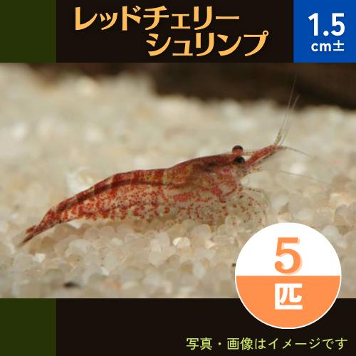 熱帯魚 淡水エビ レッドチェリーシュリンプ 1 5cm 5匹 増子水景 通販 Yahoo ショッピング