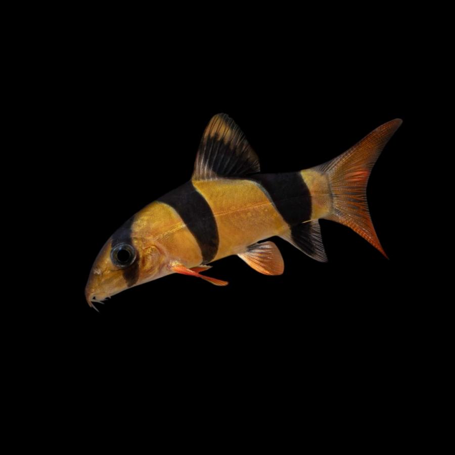 熱帯魚 コイ クラウンローチ 4cm 4匹 史上最も激安