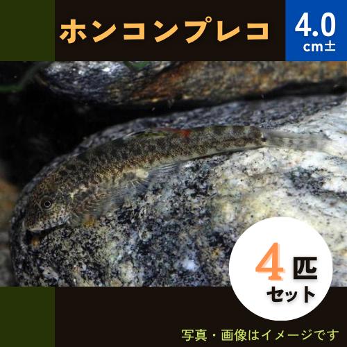 熱帯魚 コイ ホンコンプレコ 4cm 4匹 増子水景 通販 Yahoo ショッピング