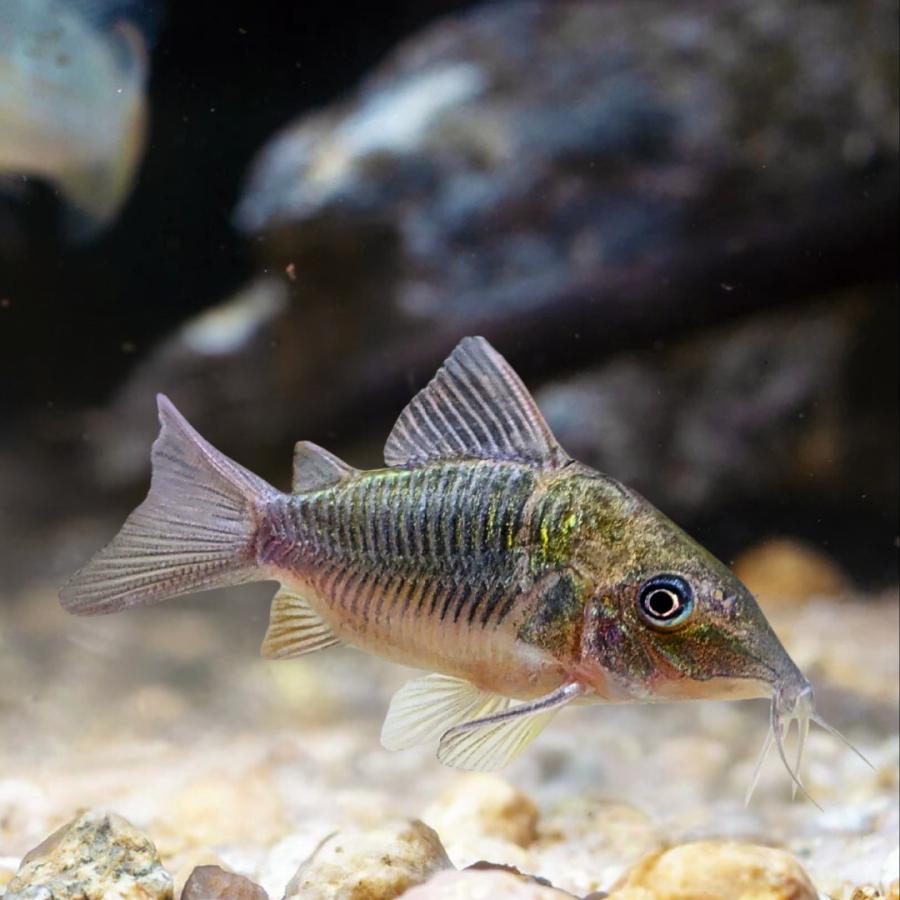 熱帯魚 コリドラスの仲間 ブロキス・スプレンデンス（エメラルド