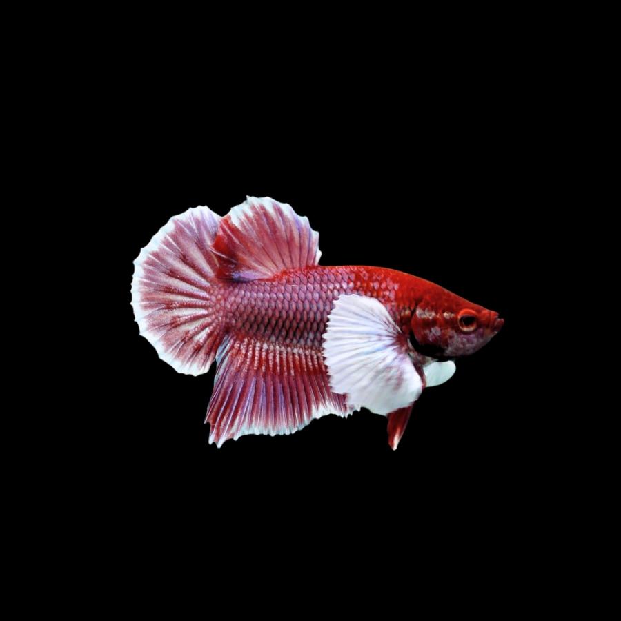ベタ 熱帯魚 プラガットハーフムーン ダンボ 約4cm オス 3匹 (色お任せ