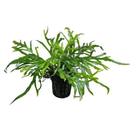 水草 ミクロソリウム トライデント ３pot 増子水景 通販 Yahoo ショッピング