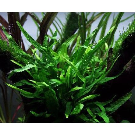 水草 ミクロソリウム プテロプスspフィリピン ２pot 増子水景 通販 Yahoo ショッピング