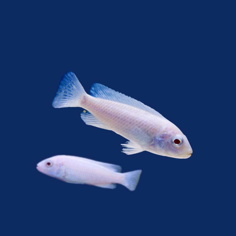 シノドンティス　ポリィ　ホワイト　3-4㎝　アフリカンシクリッド アロワナ　大型魚　古代魚　プレコ シノドンティスポリィホワイト3-4㎝アフリカンシクリッド アロワナ大型