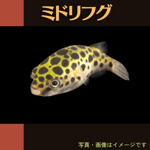 熱帯魚 フグ ミドリフグ 3cm 1匹 珍しい