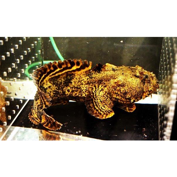 熱帯魚 汽水魚 その他 ライオンフィッシュ １０cm ３匹 増子水景 通販 Yahoo ショッピング