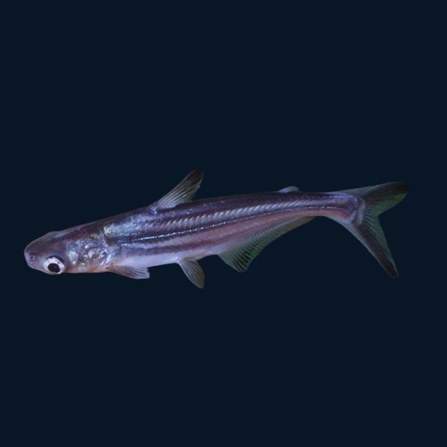 熱帯魚 大型魚 カイヤン（パンガシウス） 4cm± 9匹 【大学・研究機関等 