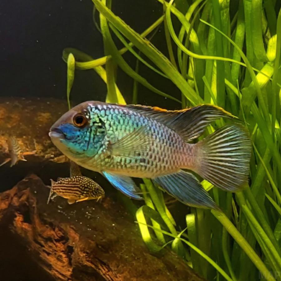 熱帯魚 アメリカンシクリッド コバルトブルーアカラ 3cm± 3匹 