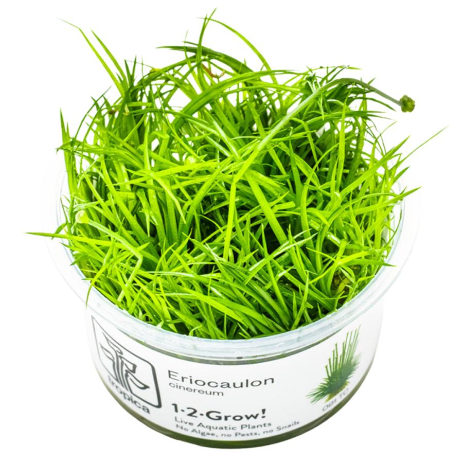 水草 トロピカ社 1-2-Grow! ホシクサ・キネレウム 3カップ（組織培養