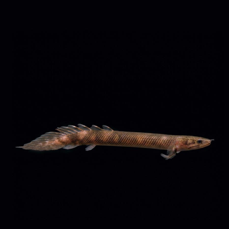 熱帯魚 古代魚 珍魚 ポリプテルス モケーレムベンベ 15cm± 1匹