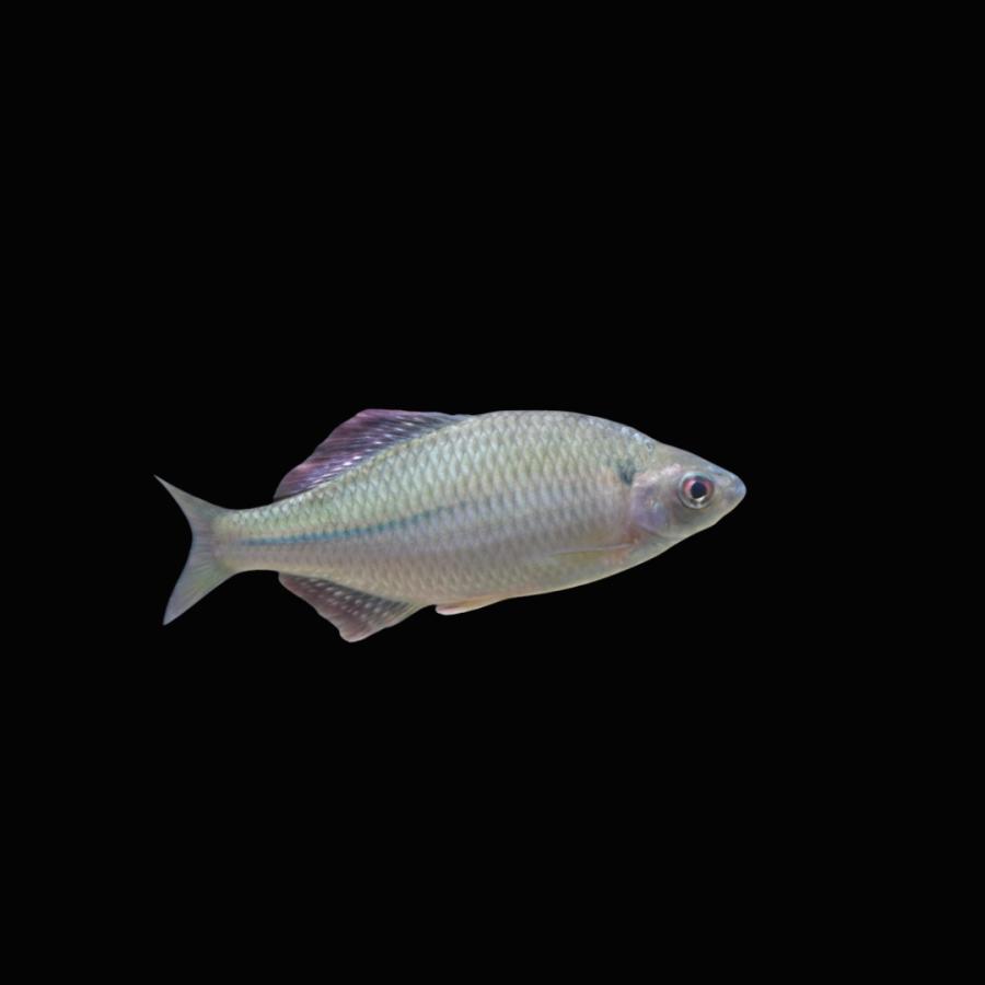 淡水魚 日本淡水魚 タナゴ カネヒラ 5cm± 1匹 【美しい婚姻色】【大型 