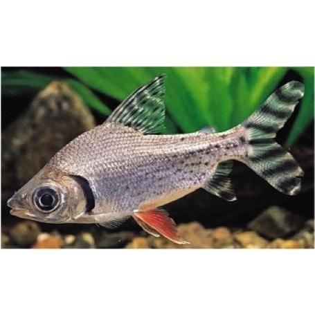 熱帯魚 大型カラシン カラープロキロダス ４ｃｍ ２匹 増子水景 通販 Yahoo ショッピング