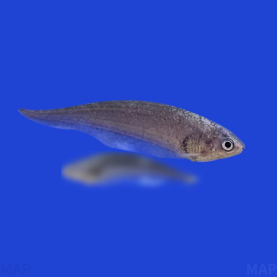熱帯魚　ナイフフィッシュ　ナイフ　魚 熱帯魚 古代魚 珍魚 ナイフフィッシュ アフリカンナイフ 8cm 1匹 【音