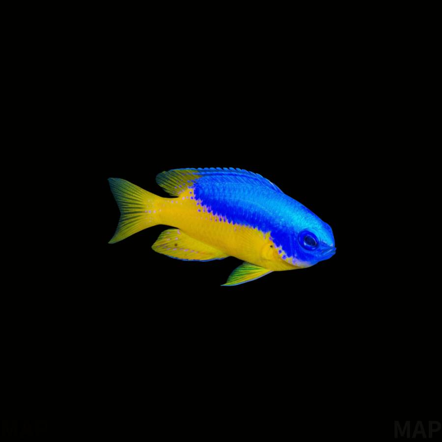 海水魚 スズメダイ イエローベリーダムセル 3cm± 1匹 【丈夫で飼い