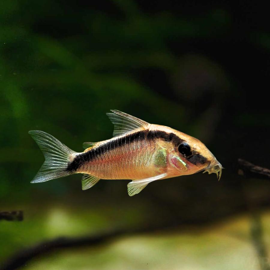 熱帯魚 コリドラス アルクアータス 4cm 5匹 【定番の人気種】【お