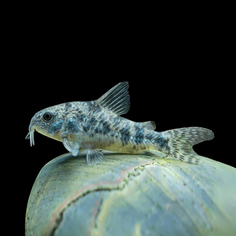 熱帯魚 コリドラス 青コリドラス（パレアタス） 3cm± 15匹セット 