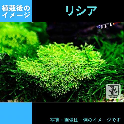 (Tropica・水草)リシア＜4カップ＞【1・2・grow!】｜mame-store｜03