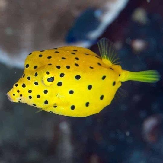 海水魚 フグ ミナミハコフグ 4ｃｍ 2匹 Aff0147 増子水景 通販 Yahoo ショッピング