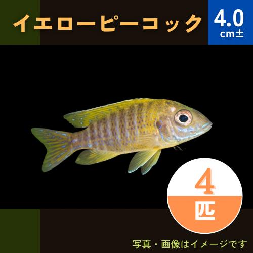 熱帯魚 アフリカンシクリッド イエローピーコック 7cm 2匹 Afuri1119 5 増子水景 通販 Yahoo ショッピング
