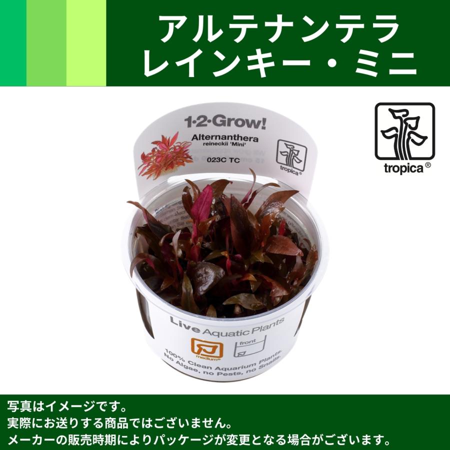 Tropica 水草 アルテナンテラ レインキー ミニ １ ２ Grow Tropicaトロピカ １カップ Altm1631 増子水景 通販 Yahoo ショッピング
