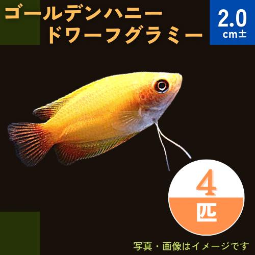 国内正規総代理店アイテム 熱帯魚 グラミー ゴールデンハニードワーフグラミー 2cm 4匹 Shipsctc Org