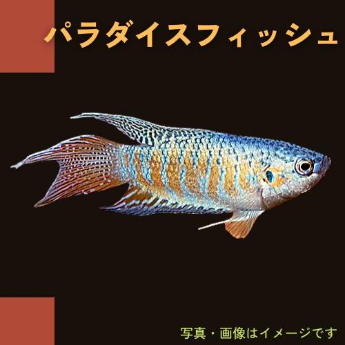熱帯魚 アナバス パラダイスフィッシュ 4cm 1匹 Ana06 0939 増子水景 通販 Yahoo ショッピング