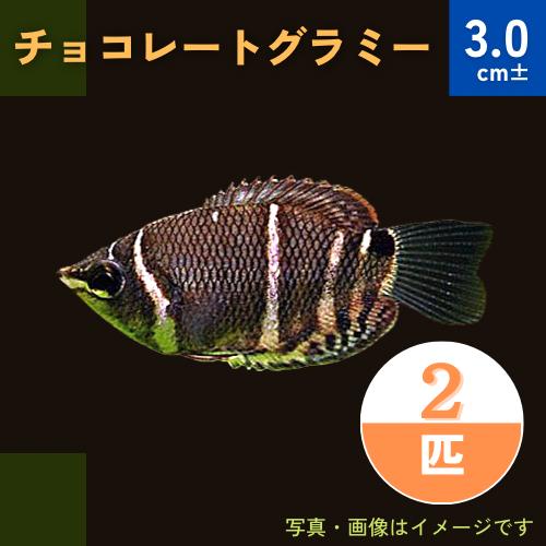 熱帯魚 アナバス チョコレート グラミー 3cm 2匹 Ana12 0523 増子水景 通販 Yahoo ショッピング