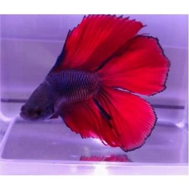 熱帯魚 ベタ ベタ ダブルテール オス2匹 色 模様指定不可 Anab 増子水景 通販 Yahoo ショッピング