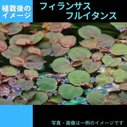 (Tropica・水草)フィランサス・フルイタンス＜3カップ＞【1・2・grow!】｜mame-store｜02