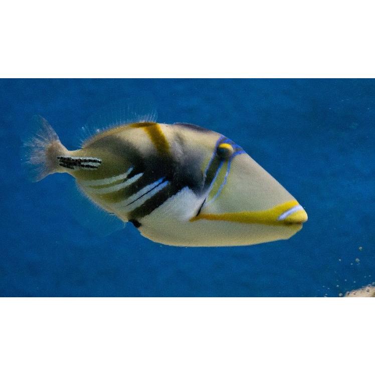 春のコレクション 海水魚 カワハギ ムラサメモンガラ 3匹 7cm 観賞魚生体 Www Solidarite Numerique Fr