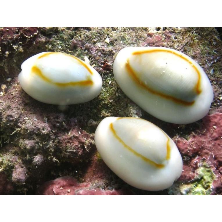 海水魚 貝 茶ゴケ取り ハナビラタカラガイ 1cm 1匹 Asd0041 増子水景 通販 Yahoo ショッピング