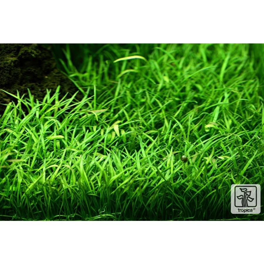 Tropica 水草 ブラジリアン コブラグラス 3カップ 1 2 Grow Asdf0054 増子水景 通販 Yahoo ショッピング