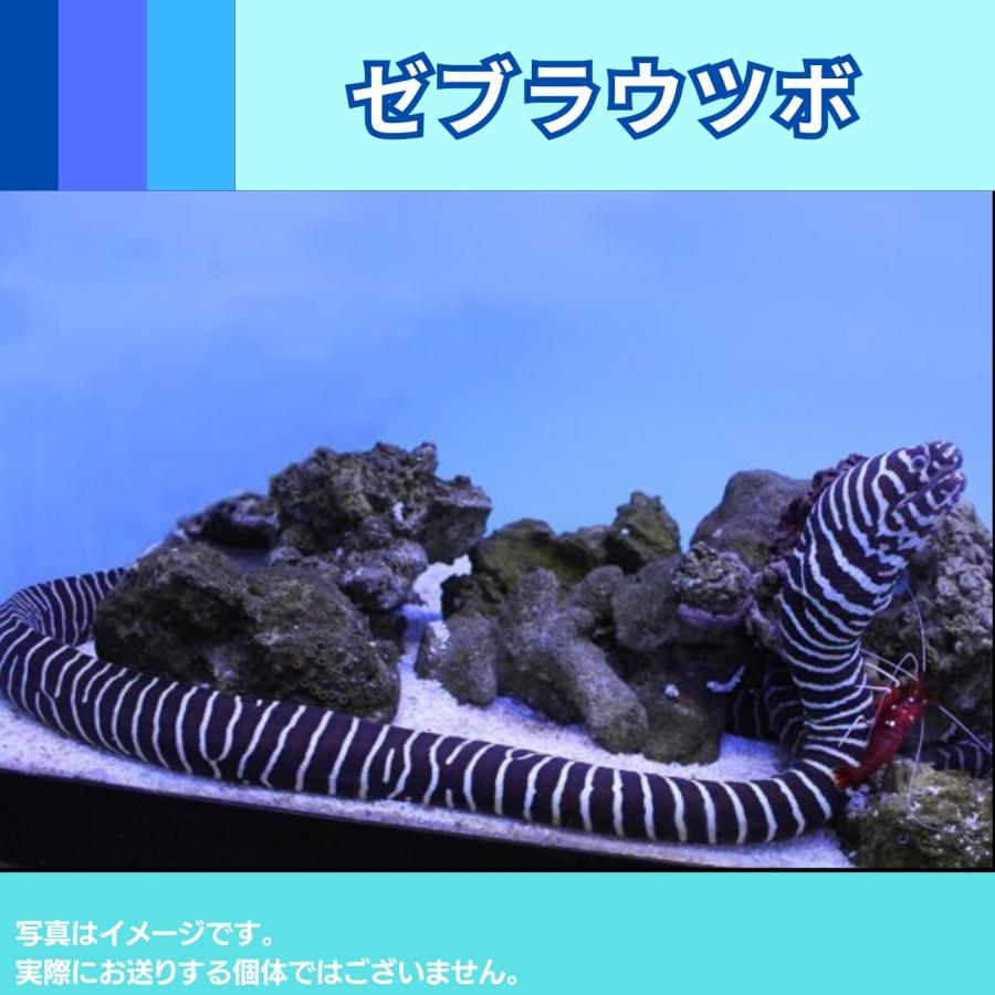 （海水魚・ウツボ）ゼブラウツボ　40-50cm±　1匹