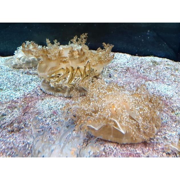 人気カラーの 海水魚 クラゲ サカサクラゲ 6cm 5匹 観賞魚生体 Www Tengslatorg Hi Is