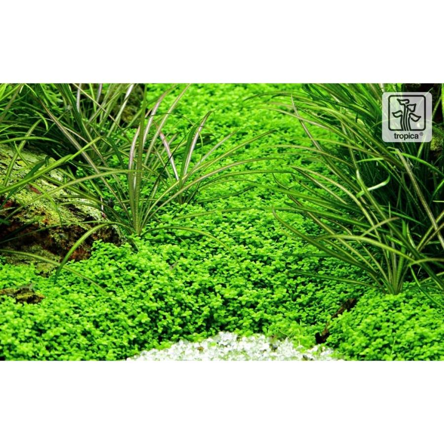 Tropica 水草 キューバ パールグラス 3pot Btyu1735 増子水景 通販 Yahoo ショッピング
