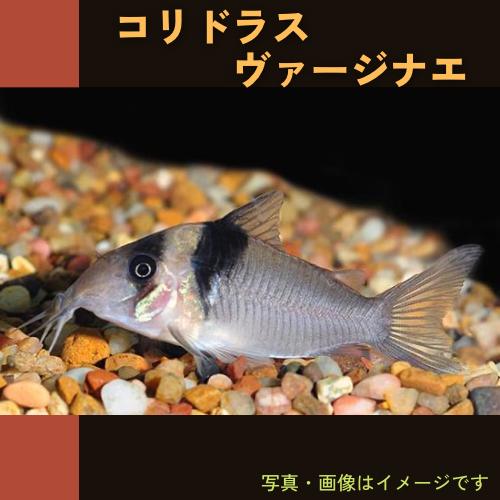 熱帯魚 コリドラス コリドラス ヴァージナエ ワイルド 3 5cm 1匹 Cor07 0001 増子水景 通販 Yahoo ショッピング
