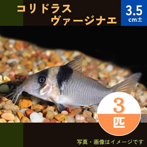 熱帯魚 コリドラス コリドラス ヴァージナエ ワイルド 3 5cm 3匹 Cor07 0010 増子水景 通販 Yahoo ショッピング