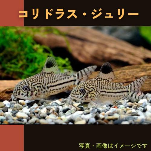 熱帯魚 コリドラス コリドラス ジュリー ブリード 2 5cm １匹 Cor07 1325 増子水景 通販 Yahoo ショッピング