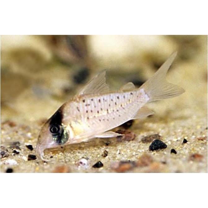 Web限定 熱帯魚 コリドラス コリドラス シクリ ワイルド 3cm 3匹 観賞魚生体