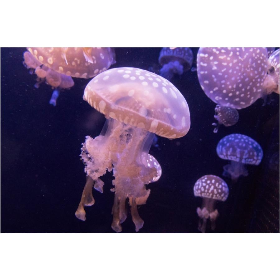 限定価格セール 海水魚 クラゲ タコクラゲ 5cm 4匹 観賞魚生体 Alencarbraga13 Com Br