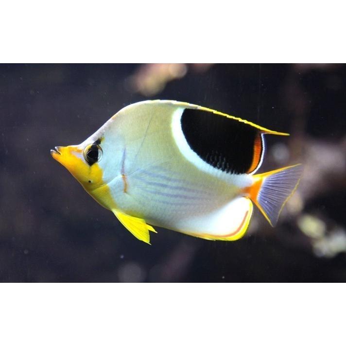海水魚 チョウチョウウオ セグロチョウチョウウオ 6cm 3匹 Dbfg2233 増子水景 通販 Yahoo ショッピング