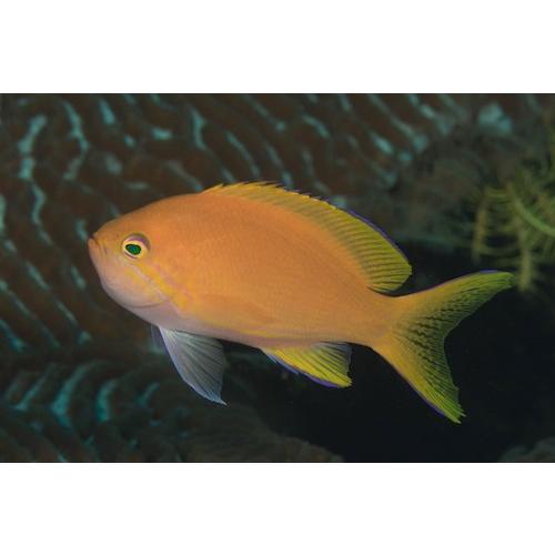 海水魚 ハナダイ スミレナガハナダイ メス 8cm 3匹 Df2139 増子水景 通販 Yahoo ショッピング