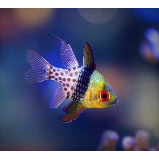 海水魚 テンジクダイ マンジュウイシモチ 4cm 2匹 Dfb0045 増子水景 通販 Yahoo ショッピング