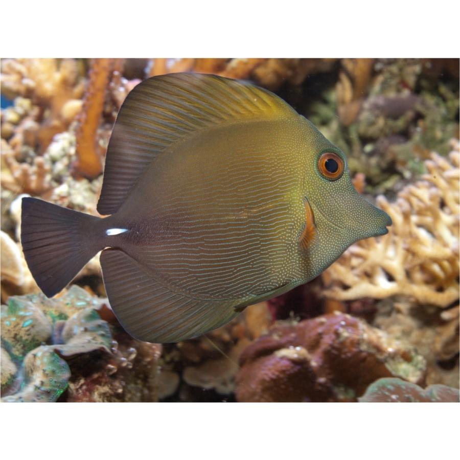 全品送料0円 海水魚 ハギ ゴマハギ 3匹 6cm 観賞魚生体 Www Solidarite Numerique Fr