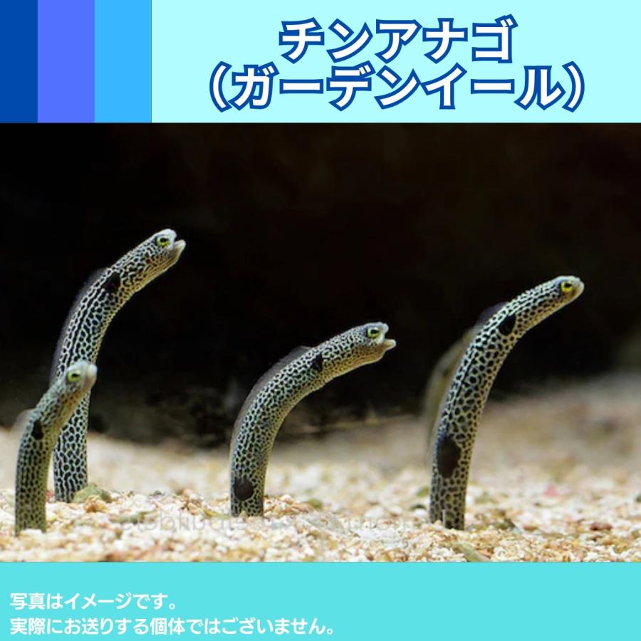 海水魚 アナゴ チンアナゴ ガーデンイール 13 cm 1匹 Homemtutor Com