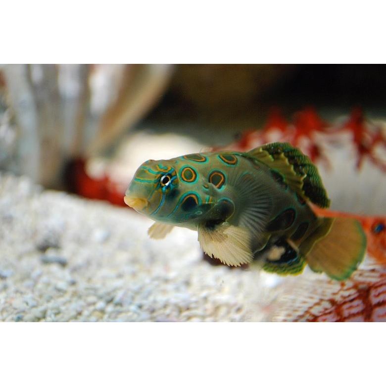 海水魚 ネズッポ スポッテッドマンダリン 3cm 2匹 Dfg2152 増子水景 通販 Yahoo ショッピング