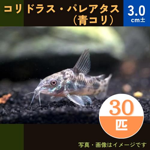 熱帯魚 コリドラス コリドラス パレアタス 青コリ 3cm 30匹 Dfgh0008 増子水景 通販 Yahoo ショッピング
